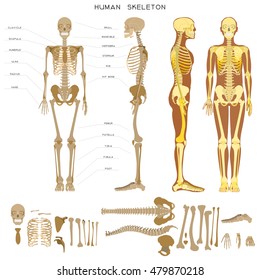 Human Anatomy. Realistic Detailed Skeleton Of A Full-length, Front And Profile View.