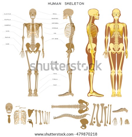 Human Anatomy Realistic Detailed Skeleton Fulllength Stock Vector