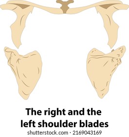 menschliche Anatomie. Rechts und links Schulterblätter. Illustration aus der Vektorgrafik über Wissenschaft und Medizin.