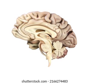 Human anatomy. Sectional diagram of the human brain. Right lobe. Vector 3D illustration