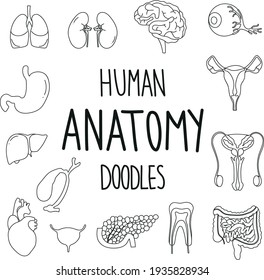 anatomía humana ambientada al estilo doodle