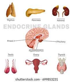 Human anatomy set. Endocrine system pituitary gland, pineal gland, testicle, ovary, pancreas, thyroid, thymus, adrenal gland Vector illustration isolated on a white background