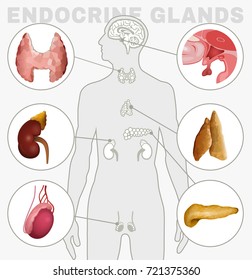Human anatomy set. Endocrine system - pituitary gland, pineal gland, testicle, ovary, pancreas, thyroid, thymus, adrenal gland Vector illustration isolated on a white background
