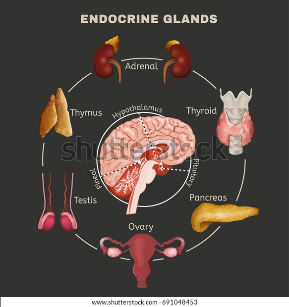 Human\
anatomy set. Endocrine system pituitary gland, pineal gland,\
testicle, ovary, pancreas, thyroid, thymus, adrenal gland Vector\
illustration isolated on a dark grey\
background