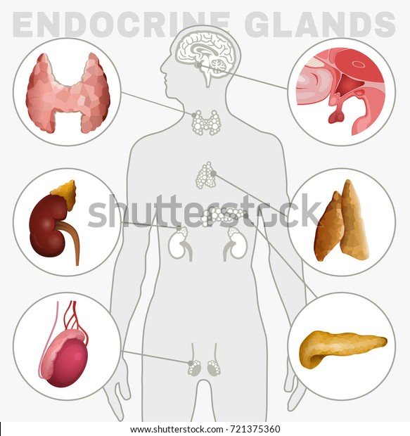 人間の解剖学セット 内分泌系 白い背景に下垂体 松果体 睾丸 卵巣 膵臓 甲状腺 胸腺 副腎のベクターイラスト のベクター画像素材 ロイヤリティ フリー