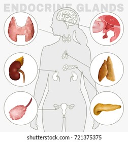 Human anatomy set. Female endocrine system - pituitary gland, pineal gland, ovary, pancreas, thyroid, thymus, adrenal gland. Vector illustration isolated on white background