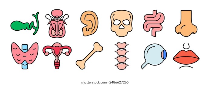 Human anatomy set icon. Gallbladder, reproductive organs, ear, skull, intestine, nose, thyroid, uterus, bone, spine, eye, lips. Medicine, biology.