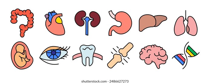 Human anatomy set icon. Intestine, heart, kidney, stomach, liver, lungs, fetus, eye, tooth, bone, brain, DNA. Medicine, biology.