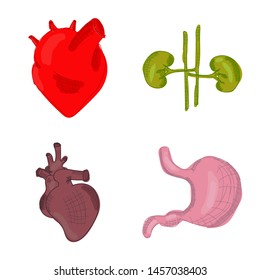 Human anatomy. A set of internal organs. Brain, kidneys, lungs, stomach, heart, liver. Medicine and health. Flat style. Cartoon.