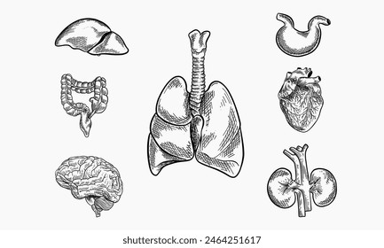 Anatomía humana. Conjunto de órganos internos. Grande y Pequeño intestino, estómago, corazón, hígado, riñones, cerebro y pulmones. Boceto. Estilo de grabado. Ilustración vectorial.