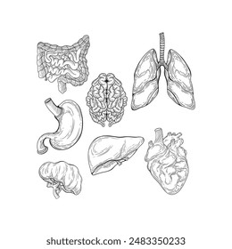 Anatomía humana. Conjunto de órganos internos. Grande y Pequeño intestino, estómago, corazón, hígado, riñones, cerebro y pulmones. Boceto. Estilo de grabado. Ilustración vectorial.