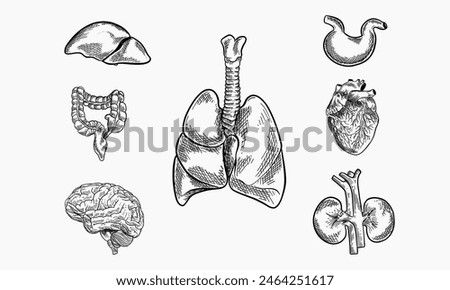 Human anatomy. Set of internal organs. Large and small intestine, stomach, heart, liver, reins, brain and lungs. Sketch. Engraving style. Vector illustration.