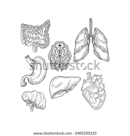 Human anatomy. Set of internal organs. Large and small intestine, stomach, heart, liver, reins, brain and lungs. Sketch. Engraving style. Vector illustration.