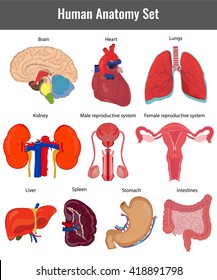 menschliches Anatomie-Set. Detaillierte Vektorgrafik der menschlichen Organe