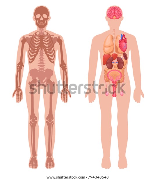 Menschliche Anatomie Mit Skelettstruktur Und Inneren Stock Vektorgrafik Lizenzfrei