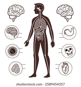 Human Anatomy Set vector art