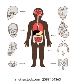 Human Anatomy Set vector art
