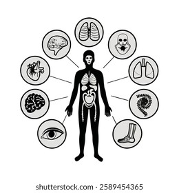 Human Anatomy Set vector art