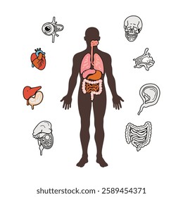 Human Anatomy Set vector art