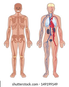 Human anatomy. Set of vector illustration isolated on white background. Human body structure: skeleton and  circulatory vascular system. 