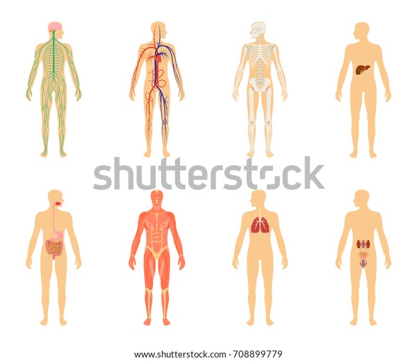 人間の解剖学 白い背景にベクターイラストのセット 人体構造 骨格と循環系の血管系 のベクター画像素材 ロイヤリティフリー