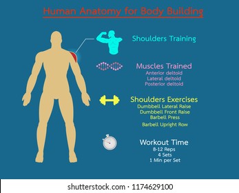Human anatomy for shoulders workouts  infographic illustration vector