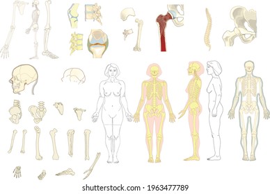 Human anatomy. The skeleton and bones.. Representation of various elements of the human skeleton isolated.