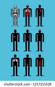 Human anatomy. Skeleton and Internal organs. Systems of man body and organs. medical systems. vector illustration
