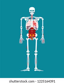 Human anatomy. Skeleton and Internal organs. Systems of man body and organs. medical systems. vector illustration