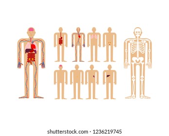 Human anatomy. Skeleton and Internal organs. Systems of man body and organs. medical systems. vector illustration