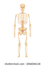 Human anatomy of skeleton on white background. Front view. Medical education chart for educational poster