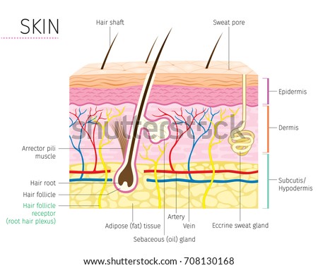 human anatomy skin hair diagram complexion stock vector (royaltyhuman anatomy, skin and hair diagram, complexion, physiology, system, medical,