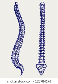 Human Anatomy Spine. Doodle style