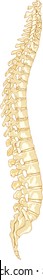 Human Anatomy Spine System