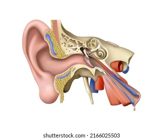 Human anatomy. Structural diagram of the ear on a white background. Vector 3D illustration