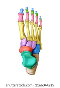 Human anatomy. The structure of the bones of the foot on a white background. Vector 3D illustration