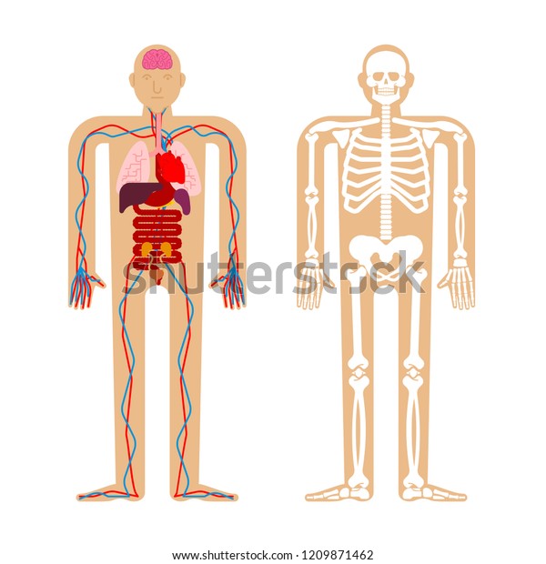 Anatomie Des Menschen Skelett Und Innere Stock Vektorgrafik Lizenzfrei