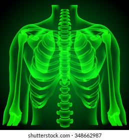 human anatomy, thorax, neon light 3D picture vector
