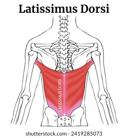 Human anatomy, torso. Latissimus dorsi muscle. Colorful medical poster with descriptions. Vector illustration