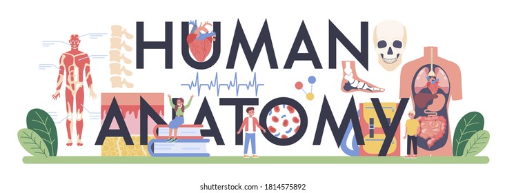 Encabezado tipográfico de anatomía humana. Estudios internos de órganos humanos. Concepto de anatomía y biología. Sistema corporal humano. Ilustración vectorial plana aislada
