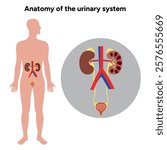 Human anatomy of the urinary system. Medical illustration. Kidney, bladder, urinary tract