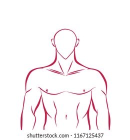 Human anatomy vector