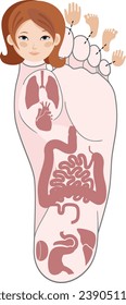 Human anatomy. Vector illustration of human foot and internal organs. Sujok therapy and acupuncture