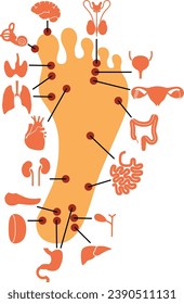 Human anatomy. Vector illustration of human foot and internal organs. Sujok therapy and acupuncture