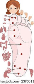 Human anatomy. Vector illustration of human foot and internal organs. Sujok therapy and acupuncture