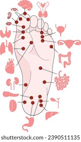 Human anatomy. Vector illustration of human foot and internal organs. Sujok therapy and acupuncture