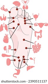 Human anatomy. Vector illustration of human foot and internal organs. Sujok therapy and acupuncture