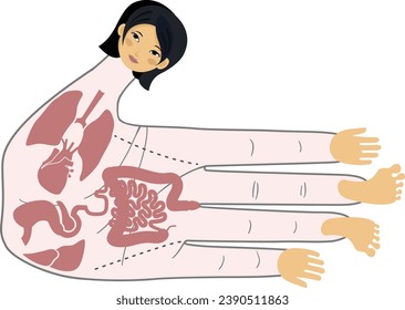 Human anatomy. Vector illustration of human hand and internal organs. Sujok therapy and acupuncture