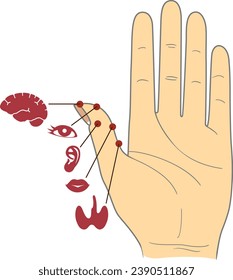 Human anatomy. Vector illustration of human hand and internal organs. Sujok therapy and acupuncture