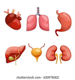 Human anatomy vector set on a white background. Different human organs vector set